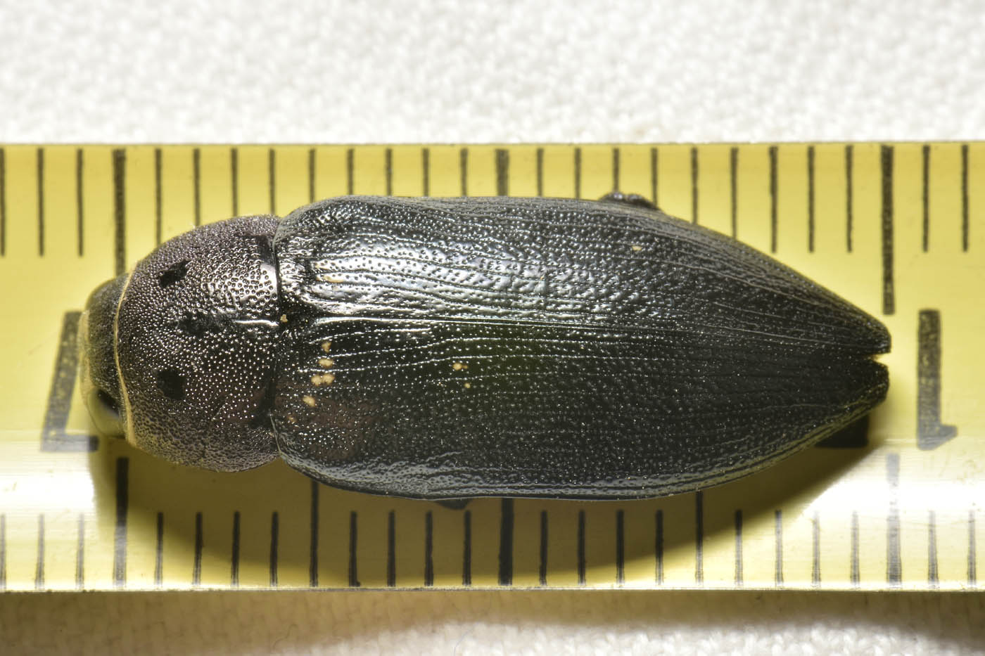 Buprestidae: Buprestis sp.? S, B. cupressi